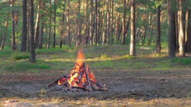 Yaz aylarında Çam Ormanı 'nda Şenlik Ateşi Gündüz Yakar. Alevli Kamp Ateşi, Şenlik Ateşi İçin Yer. Fire Pit Out, Wood On Fire, Flying Sparks ve Smoke. Seyahat ve Turizm Konsepti - Yavaş Hareket