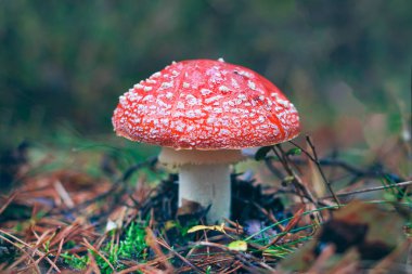 Olgun Amanita Muscaria, Fly Agaric ya da Fly Amanita olarak bilinir: Ormanda Kızıl Başlıklı İyileştirme ve Tıbbi Mantar. Mikro Dozaj, Ruhani Uygulamalar ve Şaman Ayinleri İçin Kullanılabilir