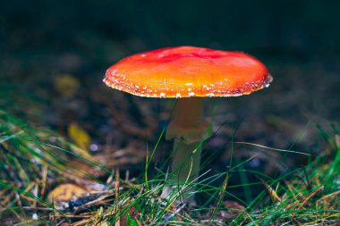 Olgun Amanita Muscaria, Fly Agaric ya da Fly Amanita olarak bilinir: Ormanda Kızıl Başlıklı İyileştirme ve Tıbbi Mantar. Mikro Dozaj, Ruhani Uygulamalar ve Şaman Ayinleri İçin Kullanılabilir