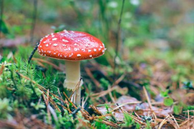 Olgun Amanita Muscaria, Fly Agaric ya da Fly Amanita olarak bilinir: Ormanda Kızıl Başlıklı İyileştirme ve Tıbbi Mantar. Mikro Dozaj, Ruhani Uygulamalar ve Şaman Ayinleri İçin Kullanılabilir