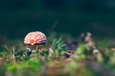 Genç Amanita Muscaria, Fly Agaric ya da Fly Amanita olarak bilinir: Ormanda Kızıl Başlıklı İyileştirme ve Tıbbi Mantar. Mikro Dozaj, Ruhani Uygulamalar ve Şaman Ayinleri İçin Kullanılabilir