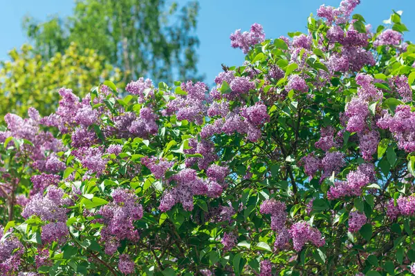 Leylak Çalı Gündüz Çiçek açıyor. Yumuşak Aromalı Violet Bahar Çiçekleri. Bahar ve Yaz Bahçıvanlığı. Leylak çiçeği. Mor Leylak Çalılığı