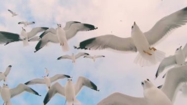 Bir sürü martı Bulutlu Gökyüzünde Uçuyor - Süper Yavaş Hareket. Gündüz Havadaki Kuşlar