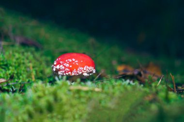 Genç Amanita Muscaria, Fly Agaric ya da Fly Amanita olarak bilinir: Ormanda Kızıl Başlıklı İyileştirme ve Tıbbi Mantar. Mikro Dozaj, Ruhani Uygulamalar ve Şaman Ayinleri İçin Kullanılabilir