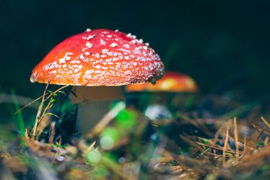 Olgun Amanita Muscaria, Fly Agaric ya da Fly Amanita olarak bilinir: Ormanda Kızıl Başlıklı İyileştirme ve Tıbbi Mantar. Mikro Dozaj, Ruhani Uygulamalar ve Şaman Ayinleri İçin Kullanılabilir