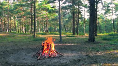 Bonfire Burns in the Pine Forest in the Summer at Daytime. Flaming Campfire, Place for Bonfire. Fire Pit Outdoors, Wood on Fire, Flying Sparks and Smoke. Travel and Tourism Concept - Static Shot