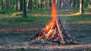 Akşam Ateşi Yazın Çam Ormanı 'nda yanıyor. Alevli Kamp Ateşi, Şenlik Ateşi İçin Yer. Fire Pit Out, Wood On Fire, Flying Sparks ve Smoke. Seyahat ve Turizm Konsepti - Yavaş Hareket