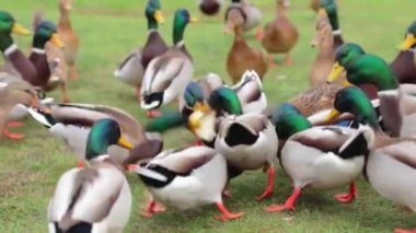 Soğuk Sonbahar Günü Parkta Vahşi Ördeklerin Beslenmesi - Yavaş Hareket. Vahşi Doğadaki Çok Aç Kuşlar. Yemek için savaşan kuşlar. İnsanlar hayvanları umursar. Ördekler ekmek yer. İnsan ve Doğa