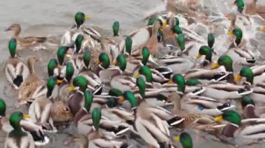 Soğuk Sonbahar Gününde Gölde Vahşi Ördeklerin Beslenmesi - Yavaş Hareket. Vahşi Doğadaki Çok Aç Kuşlar. Yemek için savaşan kuşlar. İnsanlar hayvanları umursar. Ördekler ekmek yer. İnsan ve Doğa