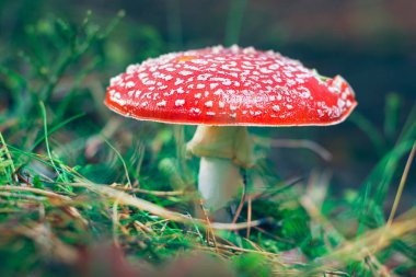 Olgun Amanita Muscaria, Fly Agaric ya da Fly Amanita olarak bilinir: Ormanda Kızıl Başlıklı İyileştirme ve Tıbbi Mantar. Mikro Dozaj, Ruhani Uygulamalar ve Şaman Ayinleri İçin Kullanılabilir