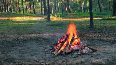 Akşam Ateşi Yazın Çam Ormanı 'nda yanıyor. Alevli Kamp Ateşi, Şenlik Ateşi İçin Yer. Fire Pit Out, Wood On Fire, Flying Sparks ve Smoke. Seyahat ve Turizm Konsepti - Statik Atış