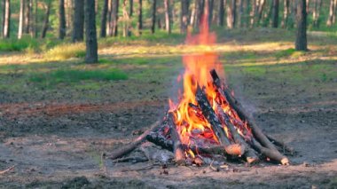 Yaz aylarında Çam Ormanı 'nda Şenlik Ateşi Gündüz Yakar. Alevli Kamp Ateşi, Şenlik Ateşi İçin Yer. Fire Pit Out, Wood On Fire, Flying Sparks ve Smoke. Seyahat ve Turizm Konsepti - Yavaş Hareket