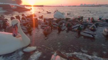 Soğuk Kış Günü 'nde Sunrise' da Nehir kenarındaki Ekmek ile Kuşları Beslemek - İlk Kişi Görünümü, Yavaş Hareket. Bir sürü Aç Ördek, Kuğu ve Martı Elden Ekmek Yiyor ve Yemek İçin Savaşıyor - POV