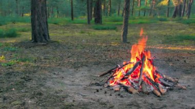 Bonfire Burns in the Pine Forest in the Summer at Daytime. Flaming Campfire, Place for Bonfire. Fire Pit Outdoors, Wood on Fire, Flying Sparks and Smoke. Travel and Tourism Concept - Static Shot