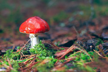 Amanita Muscaria, Fly Agaric ya da Fly Amanita olarak da bilinir: Ormanda Kızıl Başlıklı İyileştirme ve Tıbbi Mantar. Mikro Dozaj, Ruhani Uygulamalar ve Şaman Ayinleri İçin Kullanılabilir