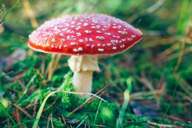 Olgun Amanita Muscaria, Fly Agaric ya da Fly Amanita olarak bilinir: Ormanda Kızıl Başlıklı İyileştirme ve Tıbbi Mantar. Mikro Dozaj, Ruhani Uygulamalar ve Şaman Ayinleri İçin Kullanılabilir