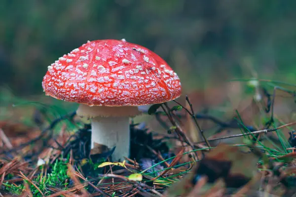 Olgun Amanita Muscaria, Fly Agaric ya da Fly Amanita olarak bilinir: Ormanda Kızıl Başlıklı İyileştirme ve Tıbbi Mantar. Mikro Dozaj, Ruhani Uygulamalar ve Şaman Ayinleri İçin Kullanılabilir