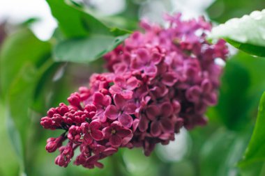 Lilac Branch Gündüz Açar - Yakın plan, Seçici Odak, Yumuşak Bokech. Yumuşak Aromalı Violet Bahar Çiçekleri. Bahar ve Yaz Bahçıvanlığı. Leylak çiçeği. Mor Leylak Çalılığı