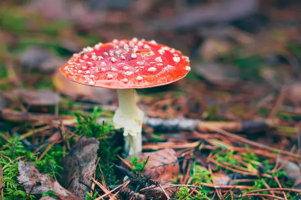 Olgun Amanita Muscaria, Fly Agaric ya da Fly Amanita olarak bilinir: Ormanda Kızıl Başlıklı İyileştirme ve Tıbbi Mantar. Mikro Dozaj, Ruhani Uygulamalar ve Şaman Ayinleri İçin Kullanılabilir