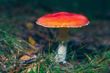 Olgun Amanita Muscaria, Fly Agaric ya da Fly Amanita olarak bilinir: Ormanda Kızıl Başlıklı İyileştirme ve Tıbbi Mantar. Mikro Dozaj, Ruhani Uygulamalar ve Şaman Ayinleri İçin Kullanılabilir