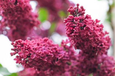 Lilac Branch Gündüz Açar - Yakın plan, Seçici Odak, Yumuşak Bokech. Yumuşak Aromalı Violet Bahar Çiçekleri. Bahar ve Yaz Bahçıvanlığı. Leylak çiçeği. Mor Leylak Çalılığı