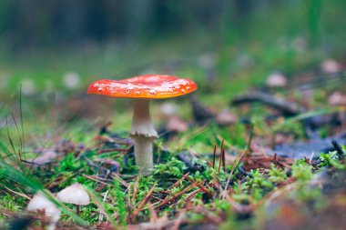 Olgun Amanita Muscaria, Fly Agaric ya da Fly Amanita olarak bilinir: Ormanda Kızıl Başlıklı İyileştirme ve Tıbbi Mantar. Mikro Dozaj, Ruhani Uygulamalar ve Şaman Ayinleri İçin Kullanılabilir