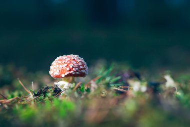 Genç Amanita Muscaria, Fly Agaric ya da Fly Amanita olarak bilinir: Ormanda Kızıl Başlıklı İyileştirme ve Tıbbi Mantar. Mikro Dozaj, Ruhani Uygulamalar ve Şaman Ayinleri İçin Kullanılabilir