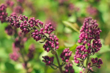 Lilac Branch Gündüz Açar - Yakın plan, Seçici Odak, Yumuşak Bokech. Yumuşak Aromalı Violet Bahar Çiçekleri. Bahar ve Yaz Bahçıvanlığı. Leylak çiçeği. Mor Leylak Çalılığı