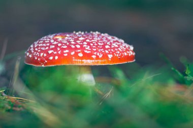 Olgun Amanita Muscaria, Fly Agaric ya da Fly Amanita olarak bilinir: Ormanda Kızıl Başlıklı İyileştirme ve Tıbbi Mantar. Mikro Dozaj, Ruhani Uygulamalar ve Şaman Ayinleri İçin Kullanılabilir