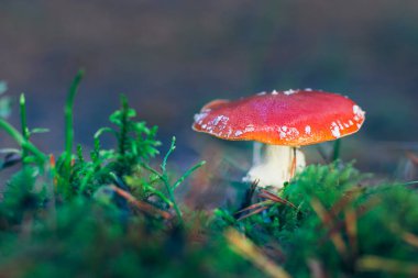 Amanita Muscaria, Fly Agaric ya da Fly Amanita olarak da bilinir: Ormanda Kızıl Başlıklı İyileştirme ve Tıbbi Mantar. Mikro Dozaj, Ruhani Uygulamalar ve Şaman Ayinleri İçin Kullanılabilir