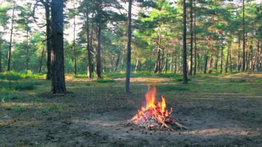 Bonfire Burns in the Pine Forest in the Summer at Daytime. Flaming Campfire, Place for Bonfire. Fire Pit Outdoors, Wood on Fire, Flying Sparks and Smoke. Travel and Tourism Concept - Static Shot