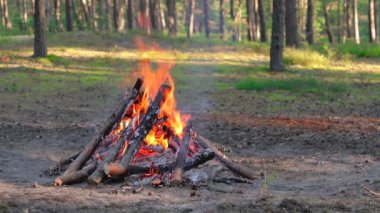 Yaz aylarında Çam Ormanı 'nda Şenlik Ateşi Gündüz Yakar. Alevli Kamp Ateşi, Şenlik Ateşi İçin Yer. Fire Pit Out, Wood On Fire, Flying Sparks ve Smoke. Seyahat ve Turizm Konsepti - Yavaş Hareket