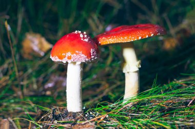 İki Amanita Muscaria, Fly Agaric ya da Fly Amanita olarak bilinir: Ormanda Kırmızı Başlıklı İyileştirme ve Tıbbi Mantar. Mikro Dozaj, Ruhani Uygulamalar ve Şaman Ayinleri İçin Kullanılabilir