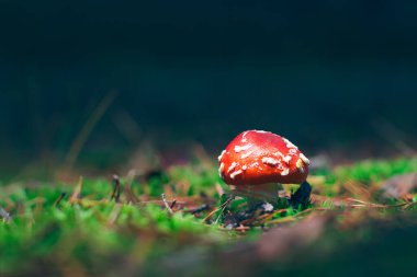 Young Amanita Muscaria, Known as the Fly Agaric or Fly Amanita: Healing and Medicinal Mushroom with Red Cap Growing in Forest. Can Be Used for Micro Dosing, Spiritual Practices and Shaman Rituals clipart