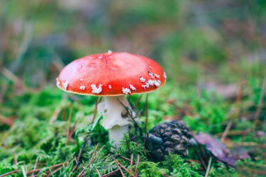 Olgun Amanita Muscaria, Fly Agaric ya da Fly Amanita olarak bilinir: Ormanda Kızıl Başlıklı İyileştirme ve Tıbbi Mantar. Mikro Dozaj, Ruhani Uygulamalar ve Şaman Ayinleri İçin Kullanılabilir
