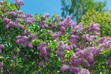 Leylak Çalı Gündüz Çiçek açıyor. Yumuşak Aromalı Violet Bahar Çiçekleri. Bahar ve Yaz Bahçıvanlığı. Leylak çiçeği. Mor Leylak Çalılığı
