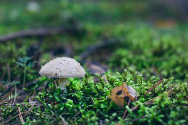 Amanita Pantherina, Panter Kaptanı, Sahte Kızartıcı ve Panter Amanita olarak bilinen Ormanda Büyüyen Şifa ve Tıp Mantarı. Mikro Dozaj, Ruhani Uygulamalar ve Şaman Ayinleri İçin Kullanılabilir