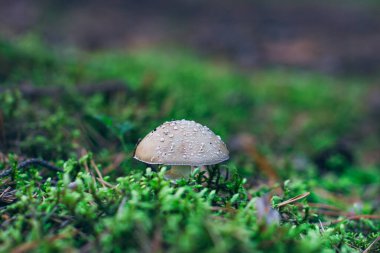 Amanita Pantherina, Panter Kaptanı, Sahte Kızartıcı ve Panter Amanita olarak bilinen Ormanda Büyüyen Şifa ve Tıp Mantarı. Mikro Dozaj, Ruhani Uygulamalar ve Şaman Ayinleri İçin Kullanılabilir