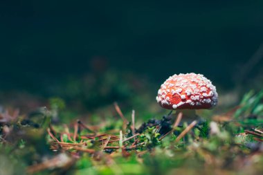 Genç Amanita Muscaria, Fly Agaric ya da Fly Amanita olarak bilinir: Ormanda Kızıl Başlıklı İyileştirme ve Tıbbi Mantar. Mikro Dozaj, Ruhani Uygulamalar ve Şaman Ayinleri İçin Kullanılabilir