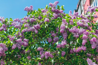 Leylak Çalı Gündüz Çiçek açıyor. Yumuşak Aromalı Violet Bahar Çiçekleri. Bahar ve Yaz Bahçıvanlığı. Leylak çiçeği. Mor Leylak Çalılığı