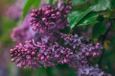 Yağmurdan Sonra İlkbaharda Dew Drops ile Leylak Şubesi - Yakın plan, Seçici Odak. Yumuşak Aromalı Violet Bahar Çiçekleri. Bahar ve Yaz Bahçıvanlığı. Leylak çiçeği. Mor Leylak Çalılığı