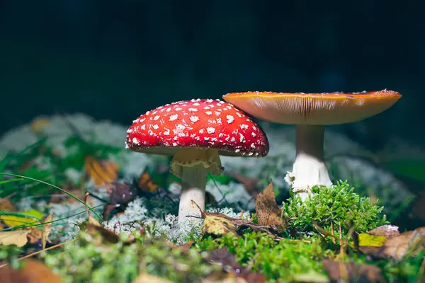 Olgun Amanita Muscaria, Fly Agaric ya da Fly Amanita olarak bilinir: Ormanda Kızıl Başlıklı İyileştirme ve Tıbbi Mantar. Mikro Dozaj, Ruhani Uygulamalar ve Şaman Ayinleri İçin Kullanılabilir