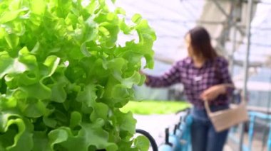 Mutlu Asyalı kadın çiftçinin portresi, bir sera bahçesindeki organik bir çiftlikte taze sebze salatası sepeti, sağlık için organik tarım kavramı, vegan gıda ve küçük işletmeler..