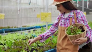 Mutlu Asyalı kadın çiftçinin portresi, bir sera bahçesindeki organik bir çiftlikte taze sebze salatası sepeti, sağlık için organik tarım kavramı, vegan gıda ve küçük işletmeler..
