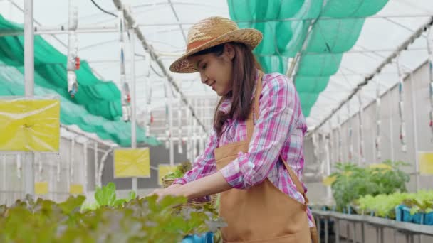 Portrét Šťastné Asijské Ženy Farmář Drží Koš Čerstvého Zeleninového Salátu — Stock video