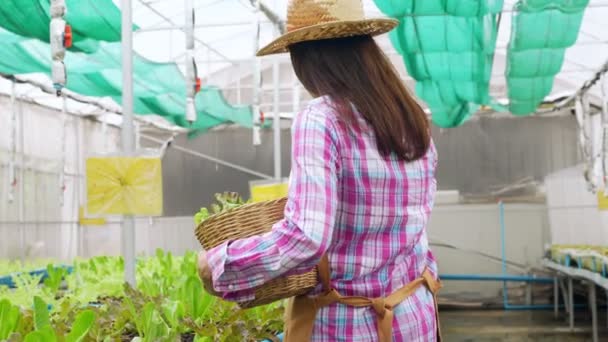 Portrett Lykkelig Asiatisk Gårdbruker Som Holder Kurv Med Fersk Grønnsakssalat – stockvideo
