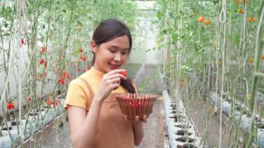 Kendi yetiştirdiği organik çiftlikte çalışan mutlu bir çiftçi ve markette yemek pişirmek ve satmak için sepetlerde taze kırmızı domates topluyor. Tarım endüstrisi ve küçük işletme konsepti