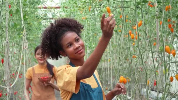 Heureuse Agricultrice Travaillant Sur Ferme Biologique Récoltant Des Tomates Rouges — Video