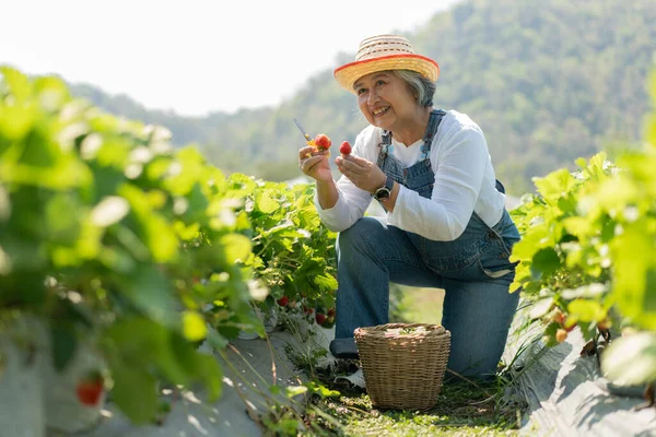 stock image Happy Asian woman senior farmer working on organic strawberry farm and harvest picking strawberries. Farm organic fresh harvested strawberry and Agriculture industry.