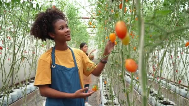 Szczęśliwa Kobieta Rolnik Pracuje Swoim Gospodarstwie Ekologicznym Zbioru Świeżych Czerwonych — Wideo stockowe